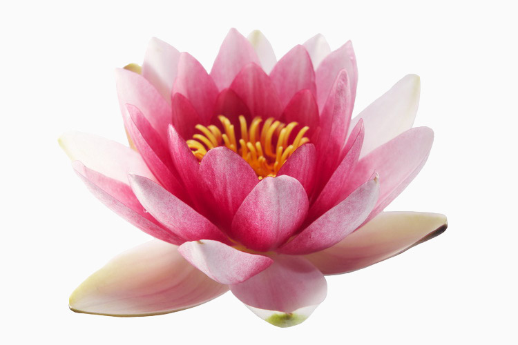 Yoga Skript - Aoananda: Die Philosophie des Yoga